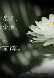 《青荷生白莲灭》小说封面