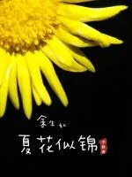 《余生如夏花似锦》小说封面