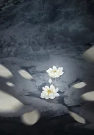 《濯莲与白虎》小说封面