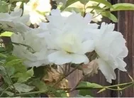 《异日浮花》小说封面